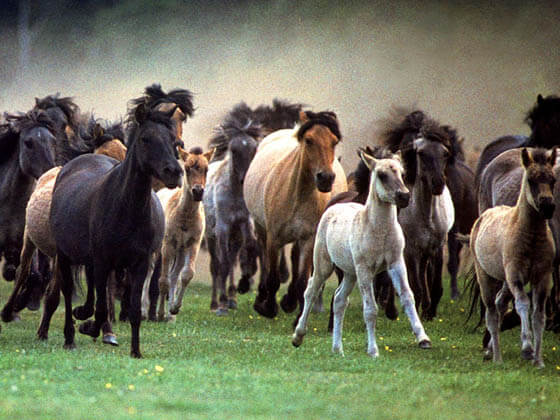 HOW TO INTRODUCE A DOG TO HORSE - DOG AND HORSE FRIENDSHIP