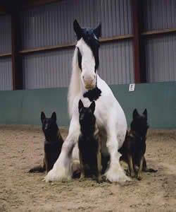 DOG AND MINIATURE GUIDE SERVICE HORSE, DOG VS MINIATURE HORSE, DOG & PONY