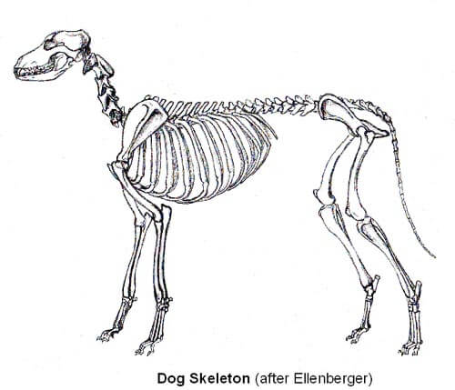 DOG AND HORSE, DOG VS HORSE ANATOMY - DIFFERENCES & SIMILARITIES