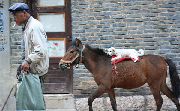 DOG AND HORSE SAFE RELATIONSHIPS