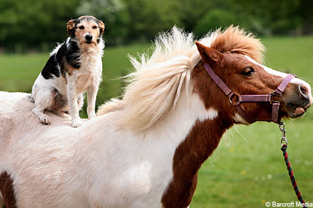 DOG AND HORSE FRIENDSHIP, DOG VS HORSE - BEST FRIENDS