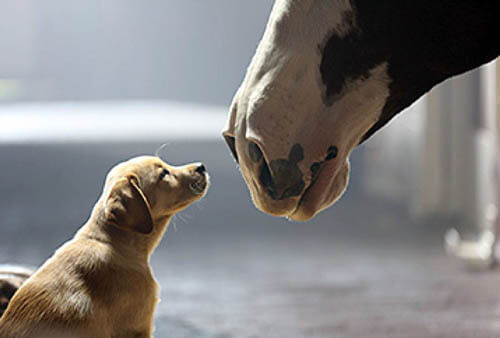 HOW TO INTRODUCE A DOG TO HORSE - DOG AND HORSE FRIENDSHIP