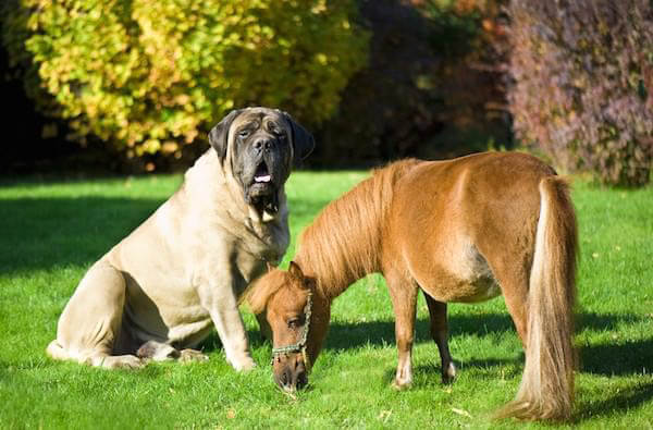 DOG AND HORSE TRAINING GUIDE