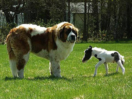 RIDING ON HORSES WITH THE DOGS