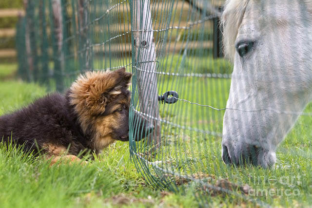 DOG AND HORSE TRAINING