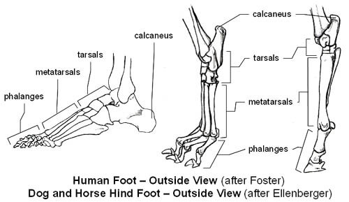 DOG AND HORSE, DOG VS HORSE ANATOMY - DIFFERENCES & SIMILARITIES