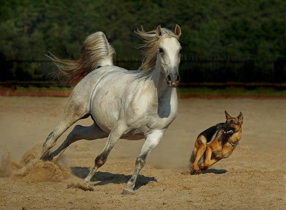 DOG VS HORSE RACING