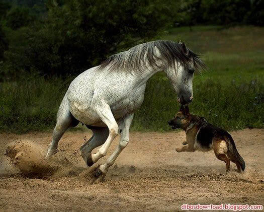 HOW TO INTRODUCE A DOG TO HORSE - DOG AND HORSE FRIENDSHIP