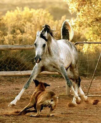 HOW TO INTRODUCE A DOG TO HORSE - DOG AND HORSE FRIENDSHIP