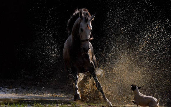 HOW TO INTRODUCE A DOG TO HORSE - DOG AND HORSE FRIENDSHIP