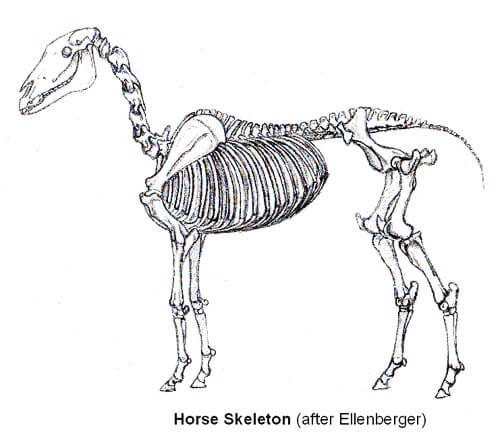 DOG AND HORSE, DOG VS HORSE ANATOMY - DIFFERENCES & SIMILARITIES