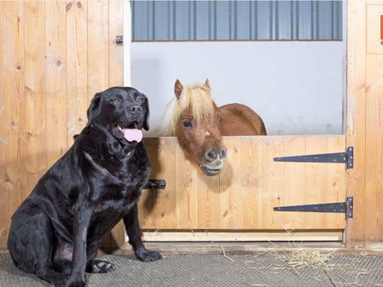 DOG AND MINIATURE GUIDE SERVICE HORSE, DOG VS MINIATURE HORSE, DOG & PONY