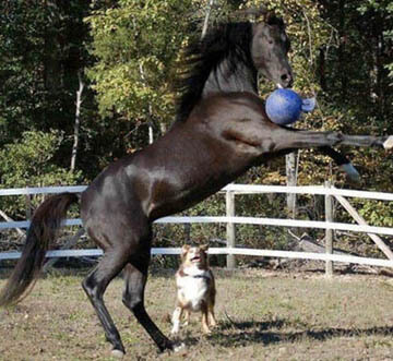 DOG AND HORSE, DOG & HORSE INTELLIGENCE: IS HORSE SMARTER THEN A DOG?