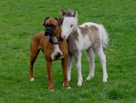 DIFFERENCES BETWEEN DOG AND HORSE