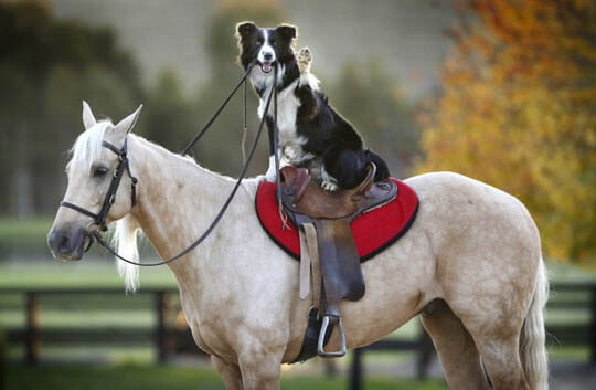 DOG AND HORSE, DOG VS HORSE FRIENDSHIP