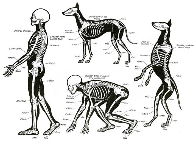 DOG AND HORSE, DOG VS HORSE ANATOMY - DIFFERENCES & SIMILARITIES