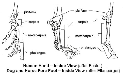 DOG AND HORSE, DOG VS HORSE ANATOMY - DIFFERENCES & SIMILARITIES