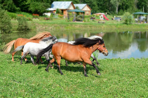 DOG AND HORSE, DOG & HORSE INTELLIGENCE: IS HORSE SMARTER THEN A DOG?