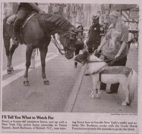 DOG AND MINIATURE GUIDE SERVICE HORSE, DOG VS MINIATURE HORSE, DOG & PONY