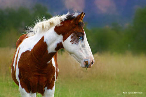 DOG AND HORSE FRIENDSHIP, DOG VS HORSE - BEST FRIENDS