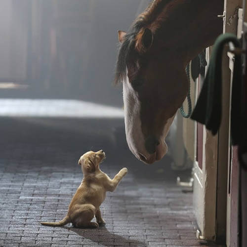 RIDING ON HORSES WITH THE DOGS