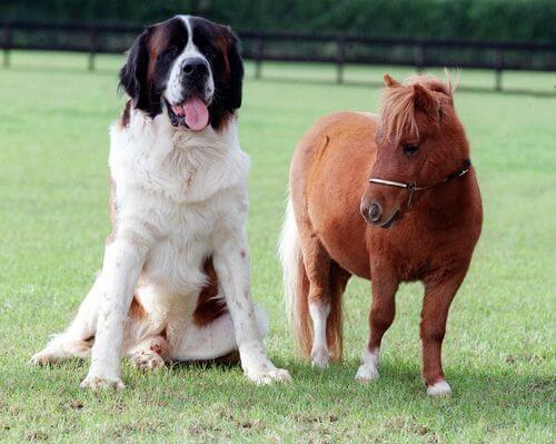 DOG AND MINIATURE GUIDE SERVICE HORSE, DOG VS MINIATURE HORSE, DOG & PONY