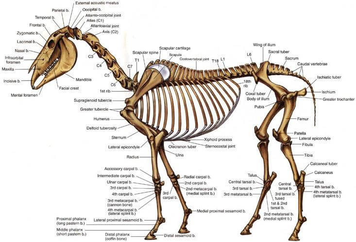 DOG AND HORSE, DOG VS HORSE ANATOMY - DIFFERENCES & SIMILARITIES