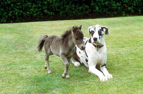 DIFFERENCES BETWEEN DOG AND HORSE