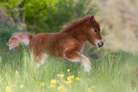 DOG AND HORSE, DOG & HORSE INTELLIGENCE: IS HORSE SMARTER THEN A DOG?