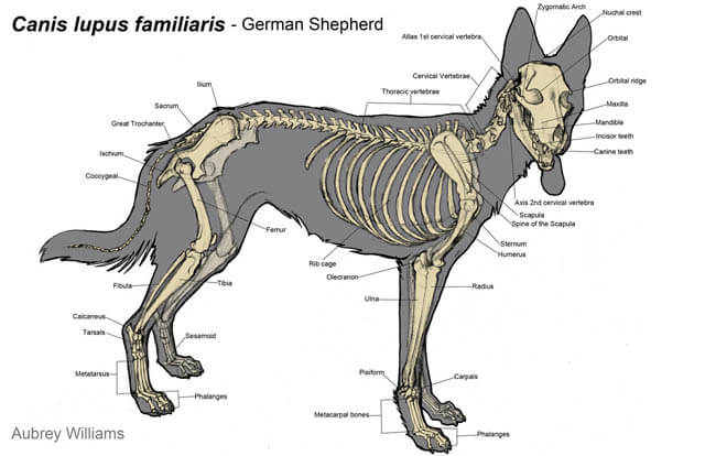 DOG AND HORSE, DOG VS HORSE ANATOMY - DIFFERENCES & SIMILARITIES